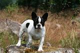 BOULEDOGUE FRANCAIS 1290